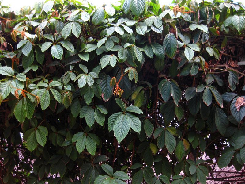 File:800px-IMG 2555 ucla09.jpg