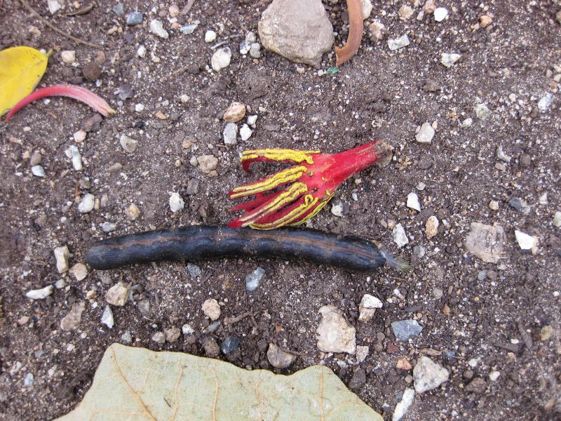 File:800px-IMG 5114 hunt0904.jpg