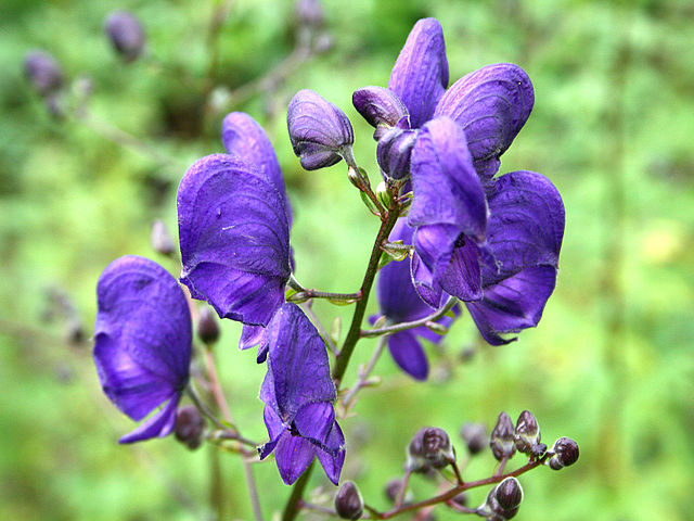 File:640px-Aconitum napellus JPG1a.jpg