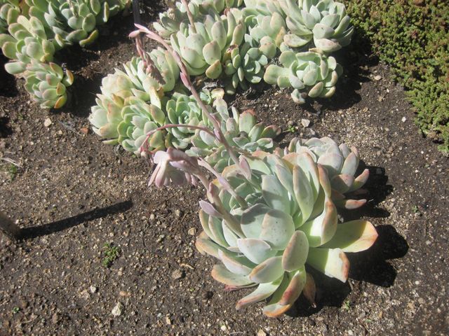 File:640px-IMG 2155 hunt0903.jpg