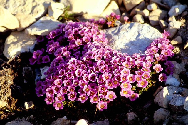 File:640px-Saxifraga oppositifolia 14-98-45.jpg