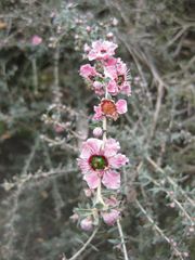 File:180px-IMG 4648 hunt0904.jpg