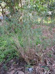 File:180px-Tagetes lemmonii-IMG 7256 sfbg0308.jpg