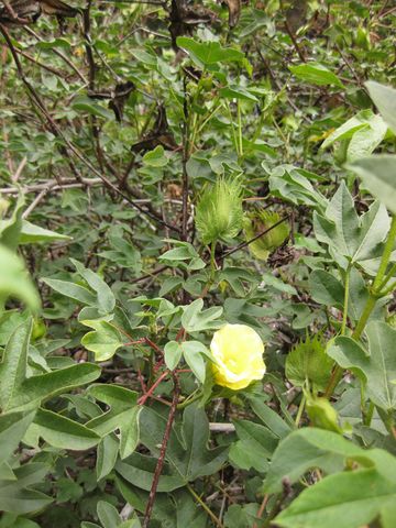 File:360px-IMG 7104 hunt09jun.jpg