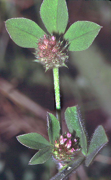 File:370px-Trifolium striatum eF.jpg