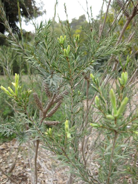 File:450px-IMG 4810 hunt0904.jpg