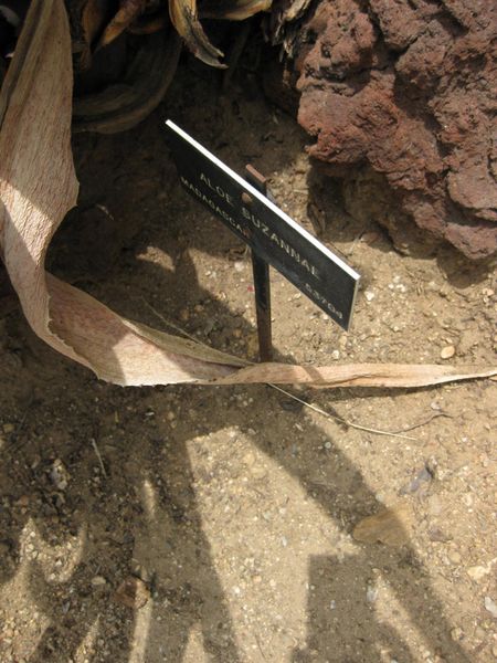 File:450px-IMG 7486 hunt09jun.jpg