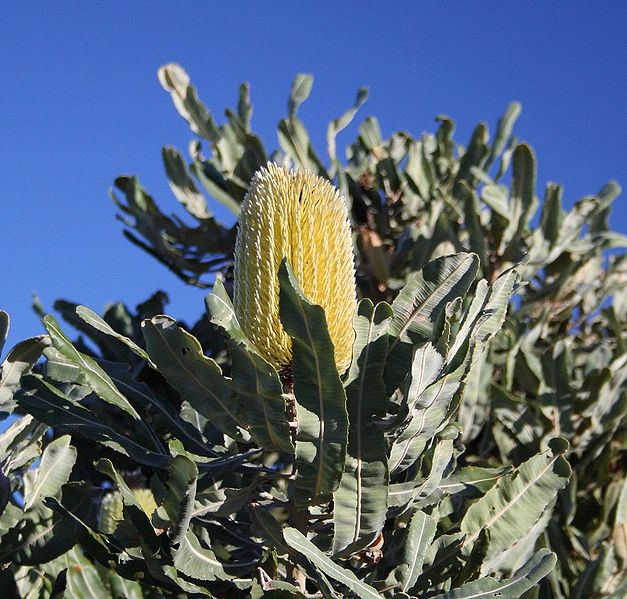 File:627px-Banksia menziesii yellow2 Cataby email.jpg