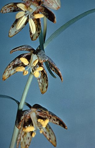 File:306px-Fritillariaatropurpurea.jpg