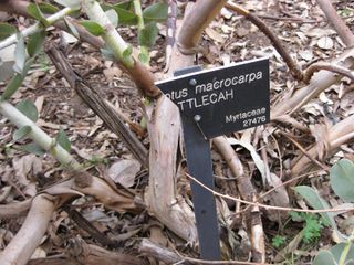 File:320px-IMG 4876 hunt0904.jpg