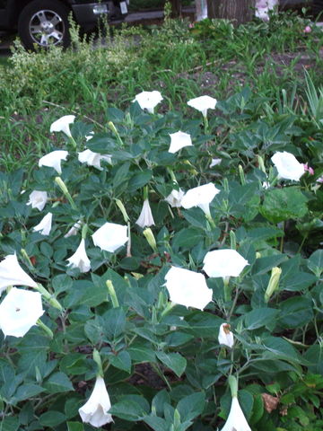 File:360px-Angel trumpet (Hindu datura) in the garden-2788.jpg