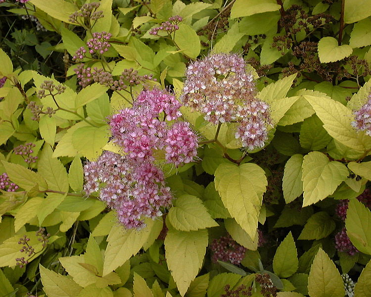 File:750px-Spiraea japonica.jpg
