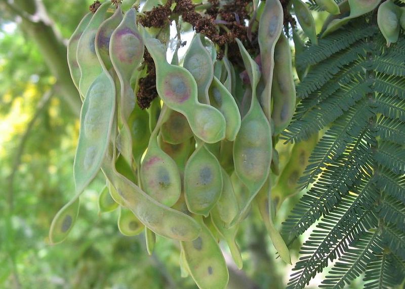 File:800px-Acacia dealbata fruto.jpg