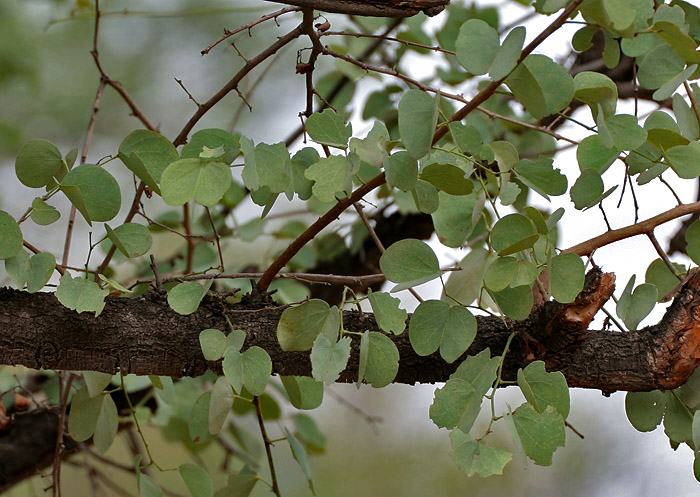 File:Jhinjheri (Bauhinia racemosa) leaves & trunk in Hyderabad, AP W IMG 7059.jpg