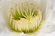 File:180px-Cactus flower closeup03.jpg