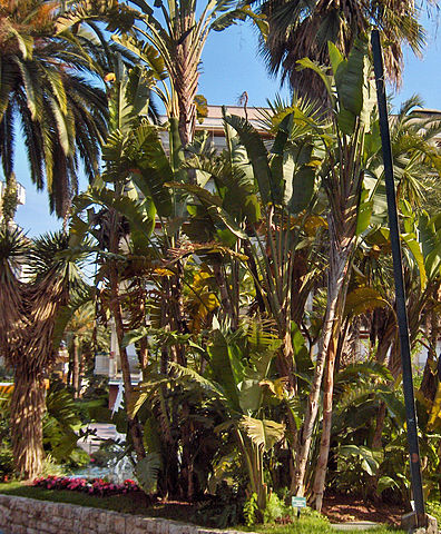 File:396px-Strelitzia alba002.jpg