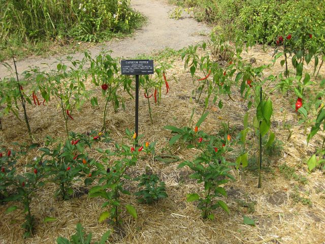 File:640px-IMG 0634 bbg09.jpg