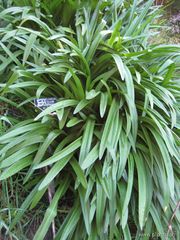 File:180px-Amaryllis belladonna-naked lady-IMG 7959 sfbg0308.jpg