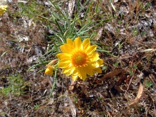 File:320px-Golden Everlasting.jpg