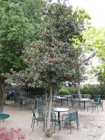 File:360px-IMG 5209 hunt0904.jpg