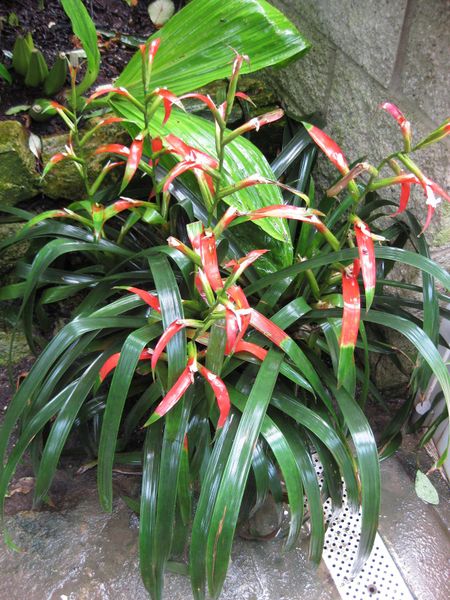 File:450px-IMG 7618 hunt09jun.jpg