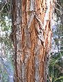 File:92px-Acacia-pendula-bark.jpg