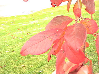 File:320px-Nyssa sylvatica.jpg