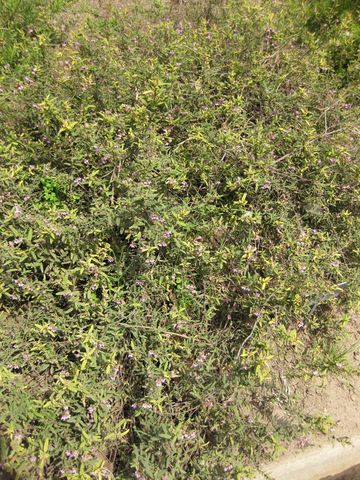 File:360px-IMG 4580 hunt0904.jpg