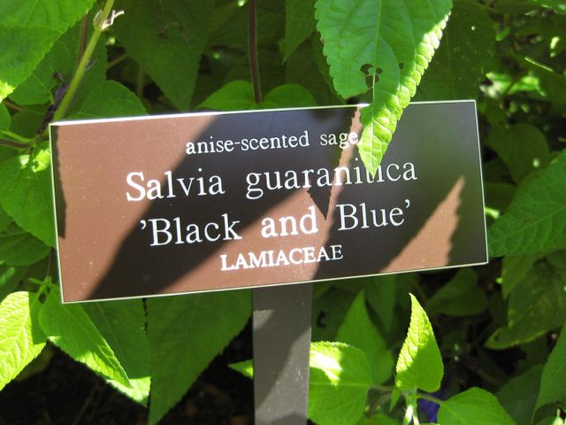 File:640px-IMG 0034 nybg09.jpg