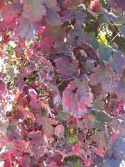 File:180px-IMG 1860 hunt09oct.jpg