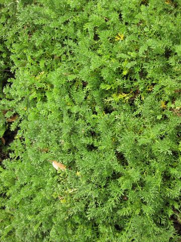 File:360px-IMG 5314 hunt0904.jpg