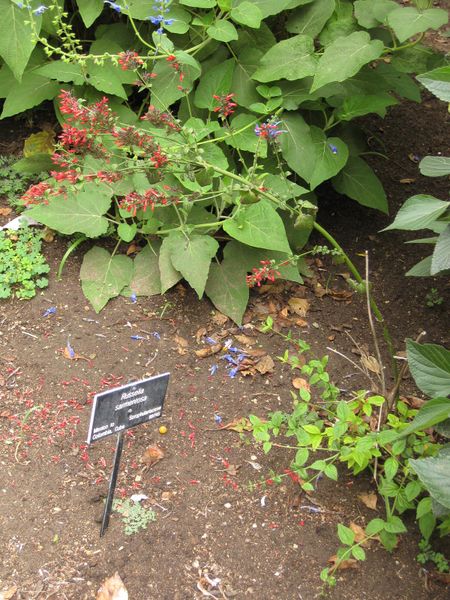 File:450px-IMG 7040 hunt09jun.jpg