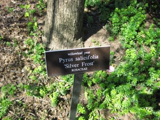 File:320px-IMG 0329 nybg09.jpg