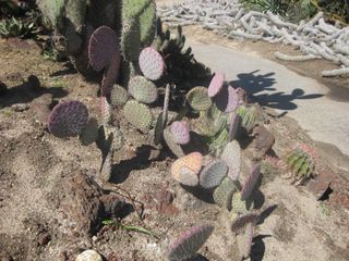 File:320px-IMG 2478 hunt0903.jpg