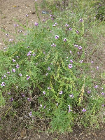 File:360px-IMG 4940 hunt0904.jpg