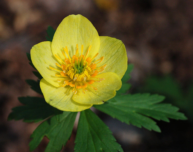File:757px-Globeflower Trollius laxus Flower 2400px.jpg