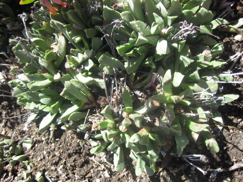 File:800px-IMG 2141 hunt0903.jpg