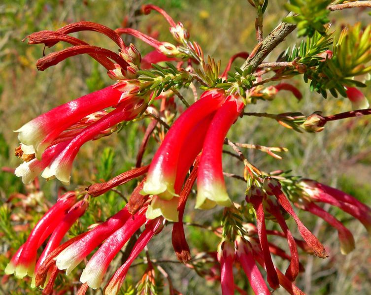 File:753px-Erica versicolor 2.jpg
