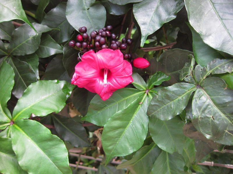 File:800px-IMG 1781 hunt09oct.jpg