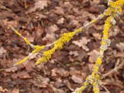 File:180px-Sambucus with something yellow.jpg