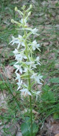 File:200px-Platanthera bifolia bgiu.jpg