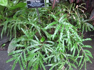 File:320px-IMG 1129 bbg09.jpg