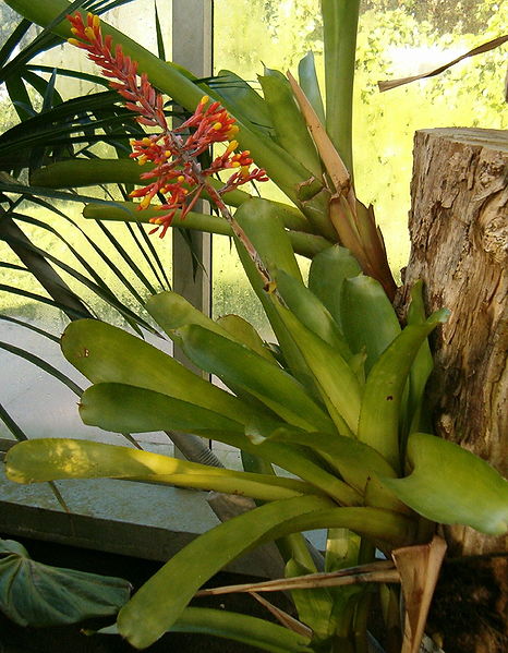 File:466px-Aechmea caudata HabitusInflorescence BotGardBln1006d.jpg