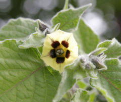 File:240px-Gooseberry flower.jpg