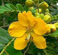 File:202px-Senna multiglandulosa 5.jpg