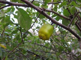 File:320px-IMG 2695 ucla09.jpg