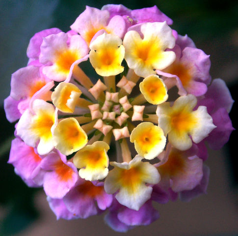 File:485px-One Lantana Bloom-4838.jpg