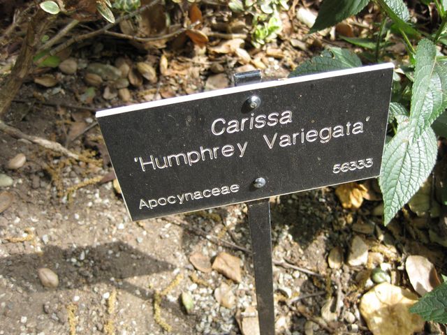 File:640px-IMG 5125 hunt0904.jpg