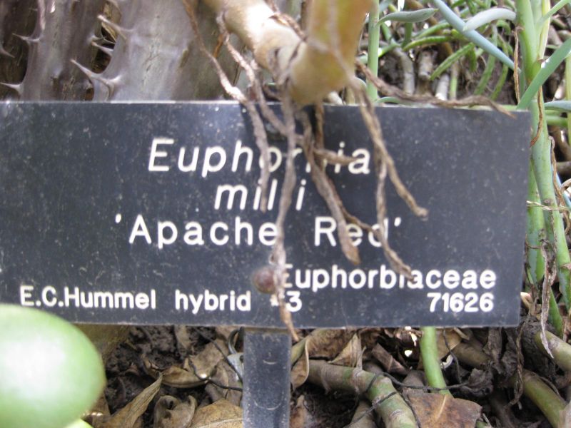 File:800px-IMG 4350 hunt0904.jpg