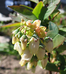 File:214px-Vaccinium corymbosum Blüten.jpg